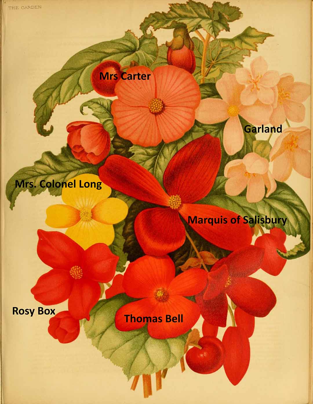 B. ‘Marquis of Salisbury’